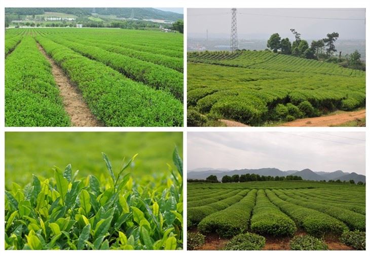 buy Chunmee Tea