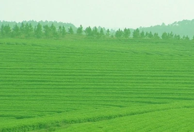 Visoka nadmorska višina – glavna kakovostna prednost afriškega zelenega čaja